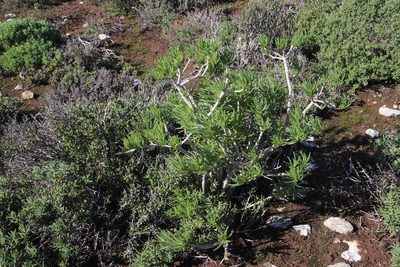 Senecio sarcoides, photographed by Tony Rebelo