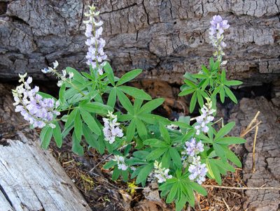 Lupinus arbustus, photographed by Don Loarie