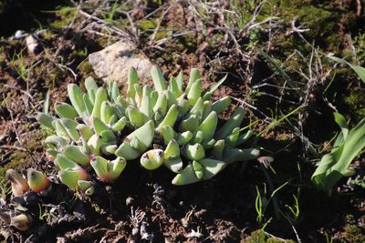 Cheiridopsis rostrata, photographed by Tony Rebelo