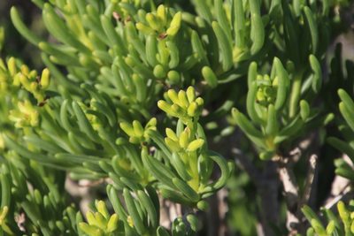 Senecio sarcoides, photographed by Tony Rebelo
