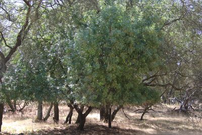 Pistacia atlantica, photographed by Dennis Eckhart