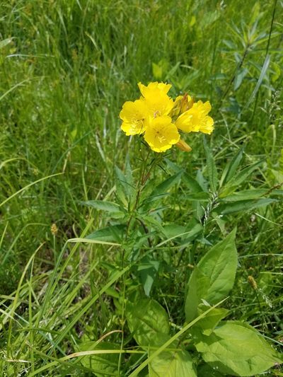 Oenothera tetragona, photographed by Bob Schwartz