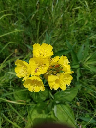 Oenothera tetragona, photographed by Bob Schwartz