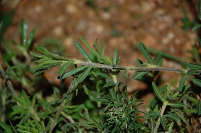 Psoralea bolusii, photographed by Charles Stirton