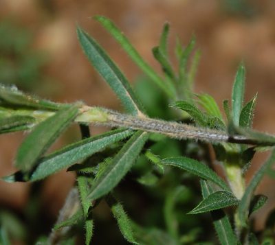 Psoralea bolusii, photographed by Charles Stirton