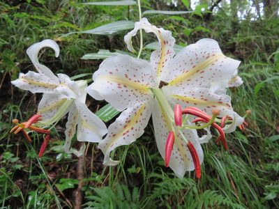 Lilium auratum, photographed by Marco Mussita