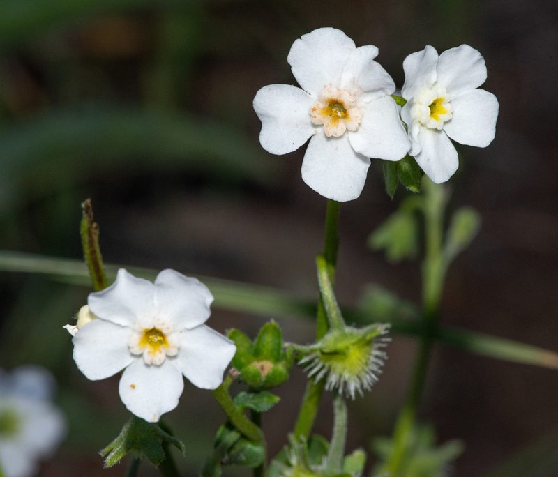 Hackelia californica, photographed by Don Loarie