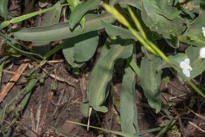 Hackelia californica, photographed by Don Loarie