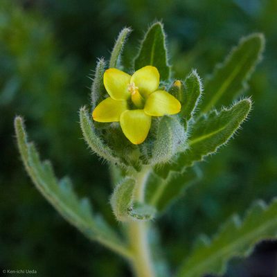 Mentzelia micrantha, photographed by Ken-ichi Ueda