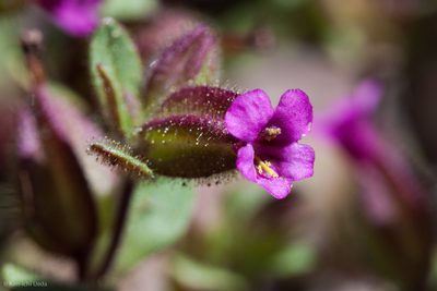 Diplacus rattanii, photographed by Ken-ichi Ueda