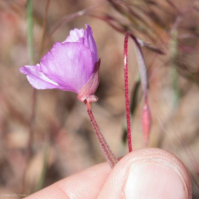 Clarkia gracilis, photographed by Ken-ichi Ueda