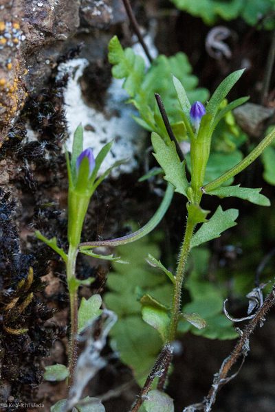Githopsis diffusa, photographed by Ken-ichi Ueda