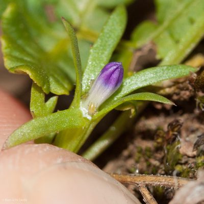 Githopsis diffusa, photographed by Ken-ichi Ueda