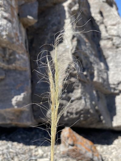 Eriocoma arida, photographed by Matt Berger