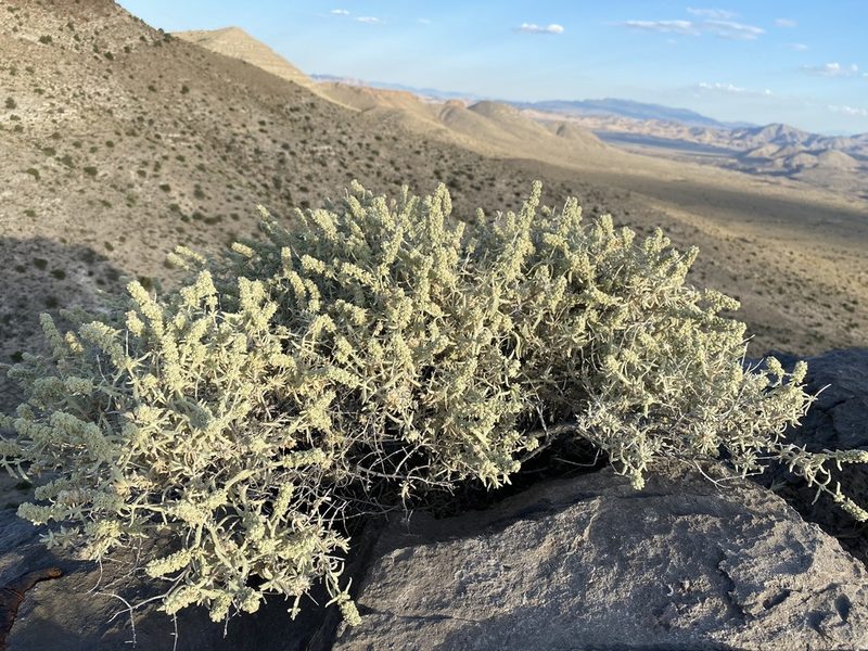 Buddleja utahensis, photographed by Matt Berger