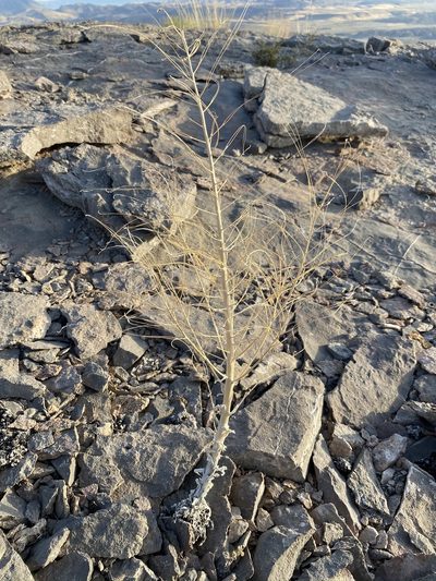 Boechera shockleyi, photographed by Matt Berger