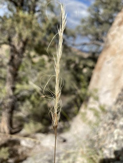 Eriocoma arida, photographed by Matt Berger