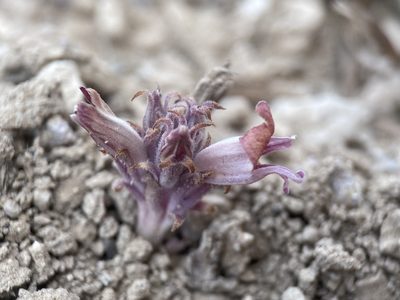 Orobanche corymbosa, photographed by Matt Berger