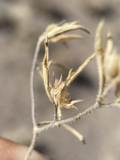 Loeseliastrum depressum, photographed by Matt Berger