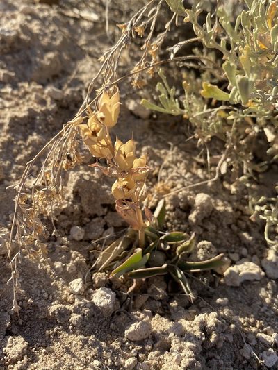 Penstemon confusus, photographed by Matt Berger