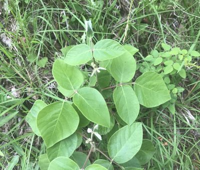Desmodium viridiflorum, photographed by Michael Ellis