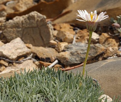 Erigeron compactus, photographed by Steve Matson
