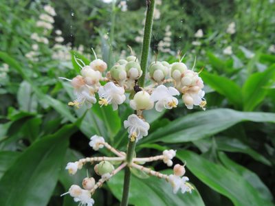 Pollia japonica, photographed by Marco Mussita