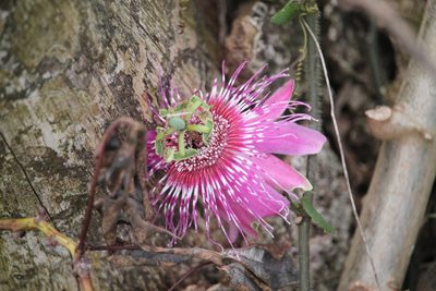Passiflora rosacea, photographed by Ramon and Suzanne Vargas
