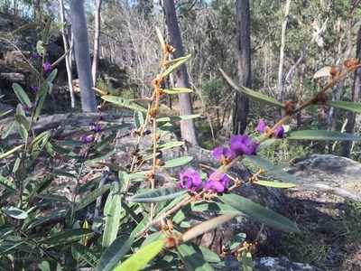 Hovea planifolia, photographed by Tim Shields