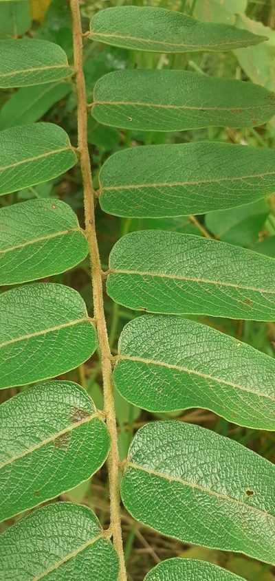 Phyllanthus salviifolius, photographed by Ignacio Moreira-Corral