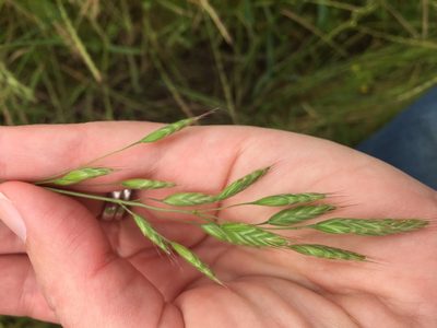 Bromus commutatus, photographed by Lindsey K. Wise