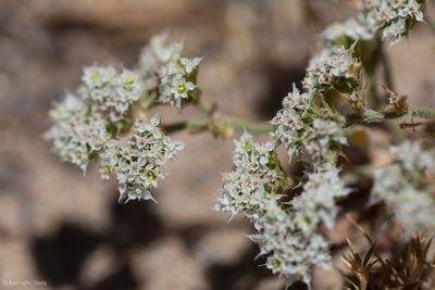 Chorizanthe diffusa, photographed by Ken-ichi Ueda