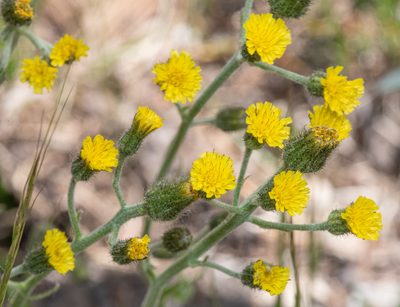 Hieracium triste, photographed by Don Loarie