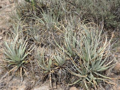 Hechtia podantha, photographed by Sandino Guerrero