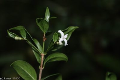 Gaertnera pauciflora, photographed by Romer N. Rabarijaona