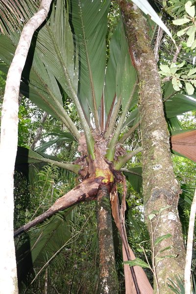 Marojejya insignis, photographed by Romer N. Rabarijaona