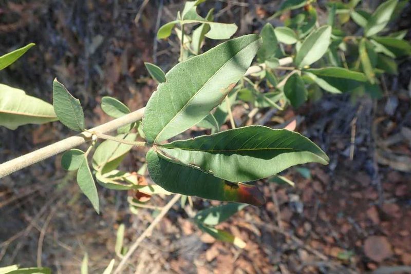Searsia transvaalensis, photographed by Andrew Deacon