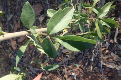Searsia transvaalensis, photographed by Andrew Deacon