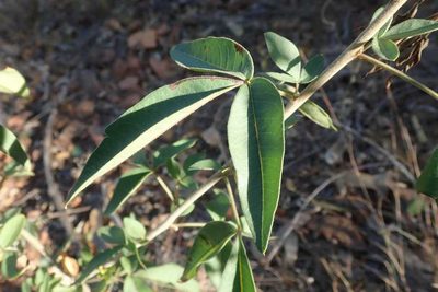 Searsia transvaalensis, photographed by Andrew Deacon