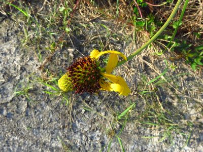 Rudbeckia texana, photographed by Annika Lindqvist