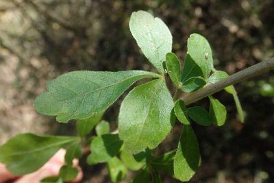 Searsia pentheri, photographed by Andrew Deacon