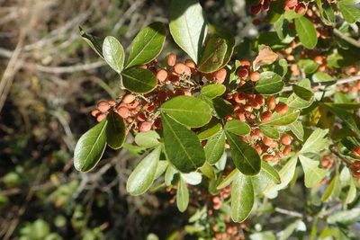 Searsia pentheri, photographed by Andrew Deacon