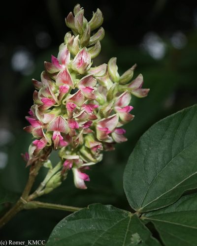 Flemingia macrophylla, photographed by Romer N. Rabarijaona