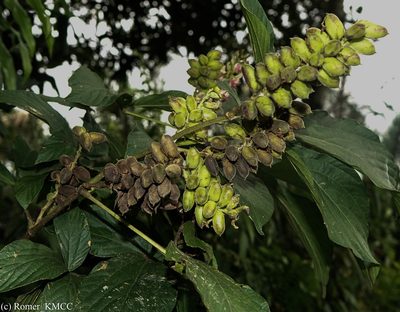 Flemingia macrophylla, photographed by Romer N. Rabarijaona