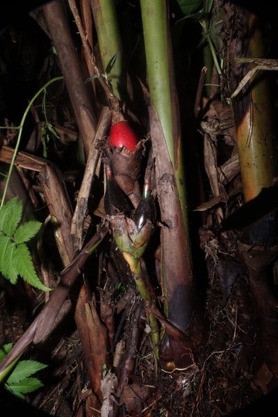 Aframomum angustifolium, photographed by Romer N. Rabarijaona