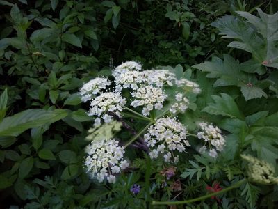 Ligusticum grayi, photographed by Quinn Shemet