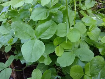 Trifolium howellii, photographed by Quinn Shemet