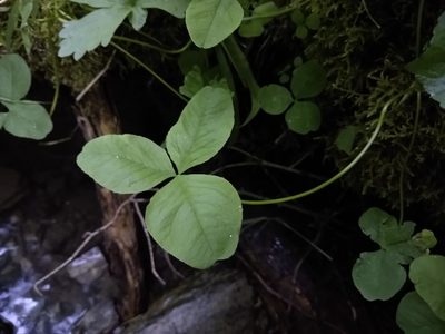 Trifolium howellii, photographed by Quinn Shemet