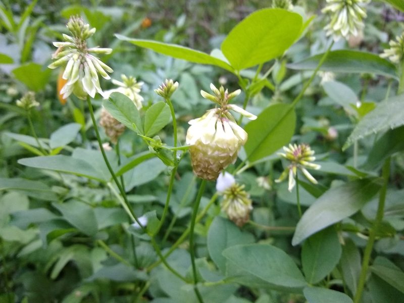 Trifolium howellii, photographed by Quinn Shemet