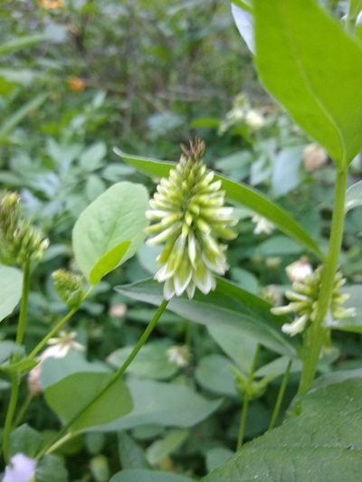 Trifolium howellii, photographed by Quinn Shemet